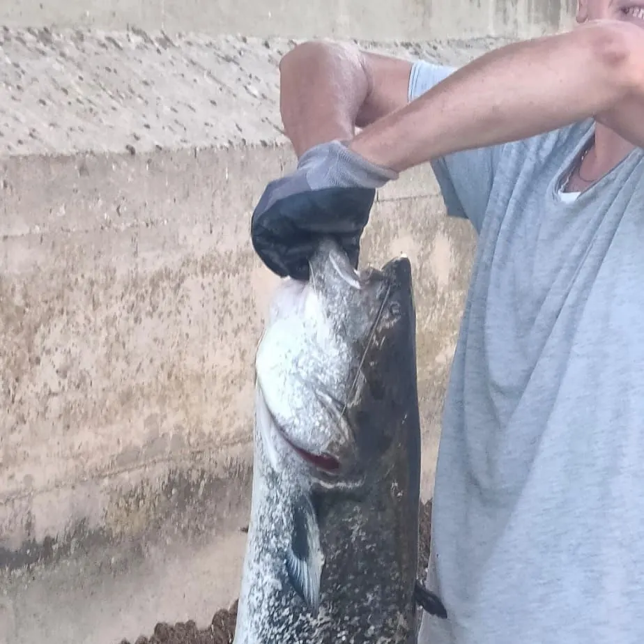 The most recent Wels catfish catches on Fishbrain