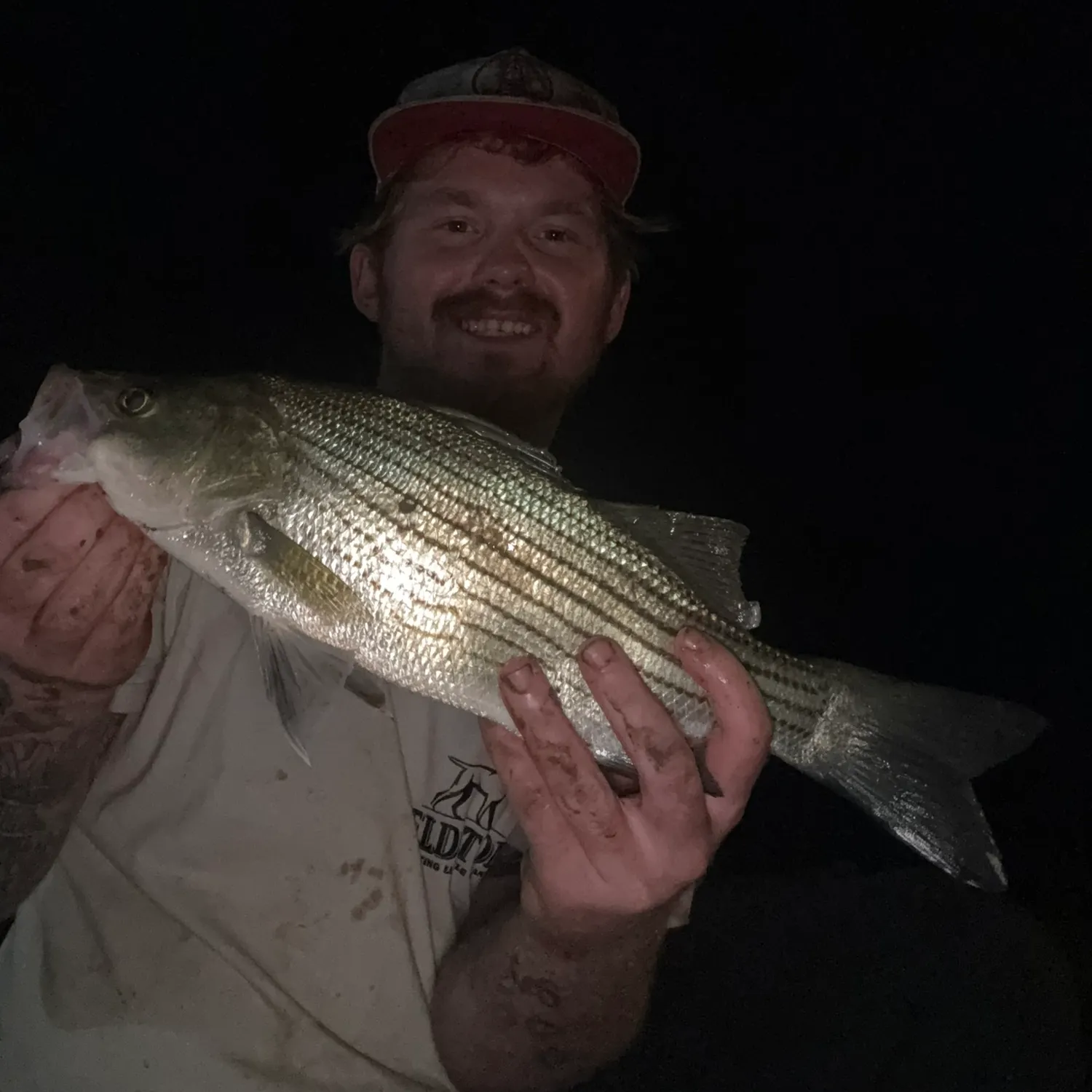 White bass caught on Fishbrain