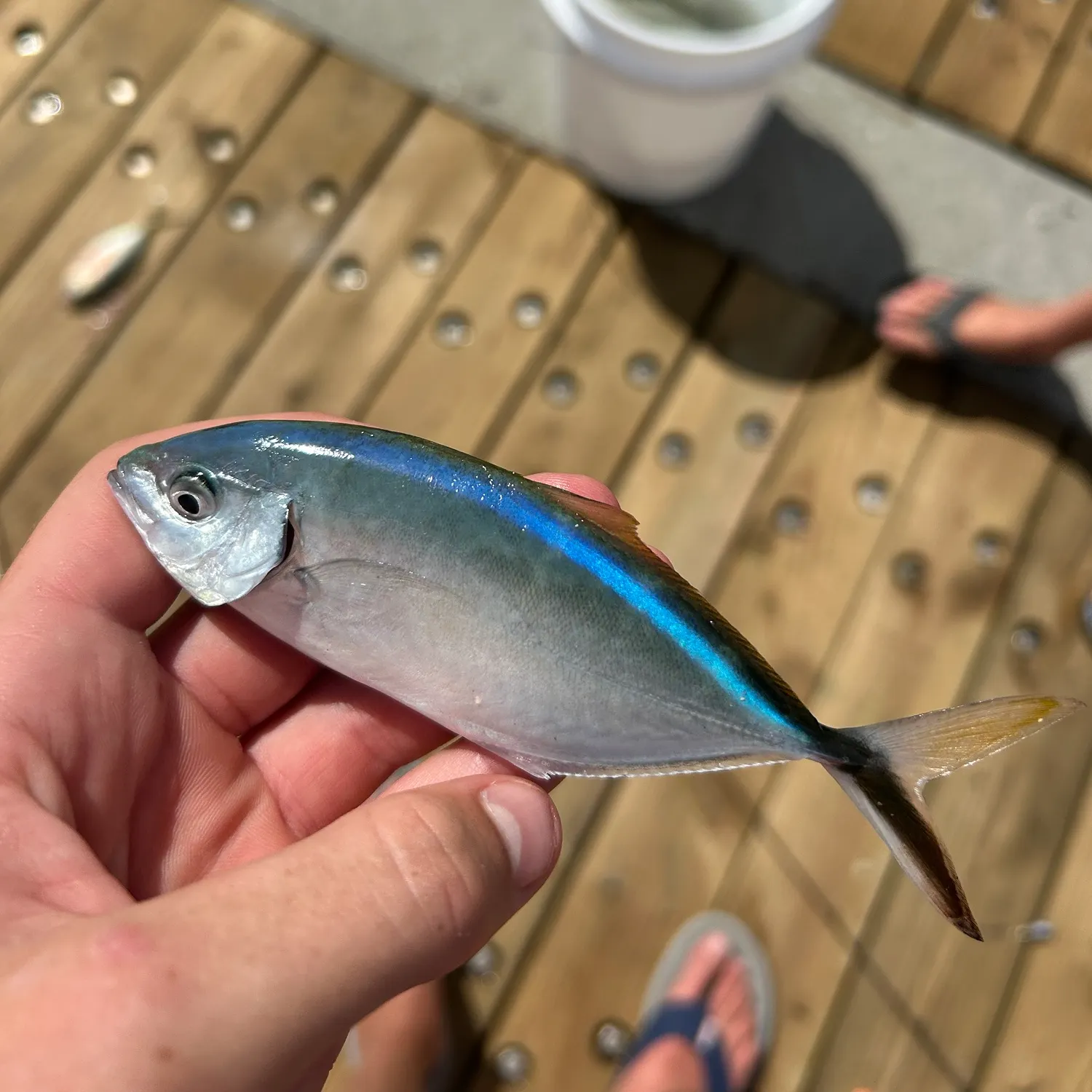 The most recent Bar jack catches on Fishbrain