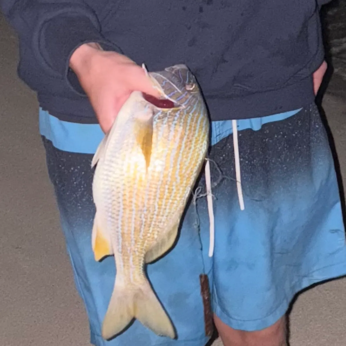 The most recent Bluestriped grunt catches on Fishbrain