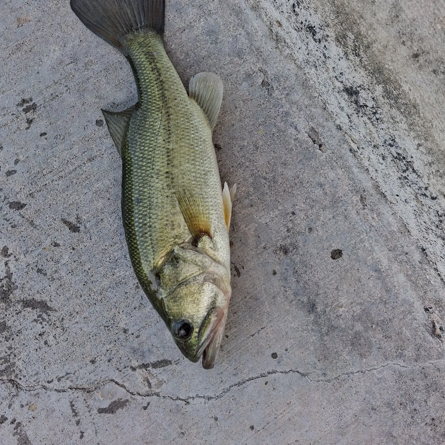 Largemouth bass caught on Fishbrain