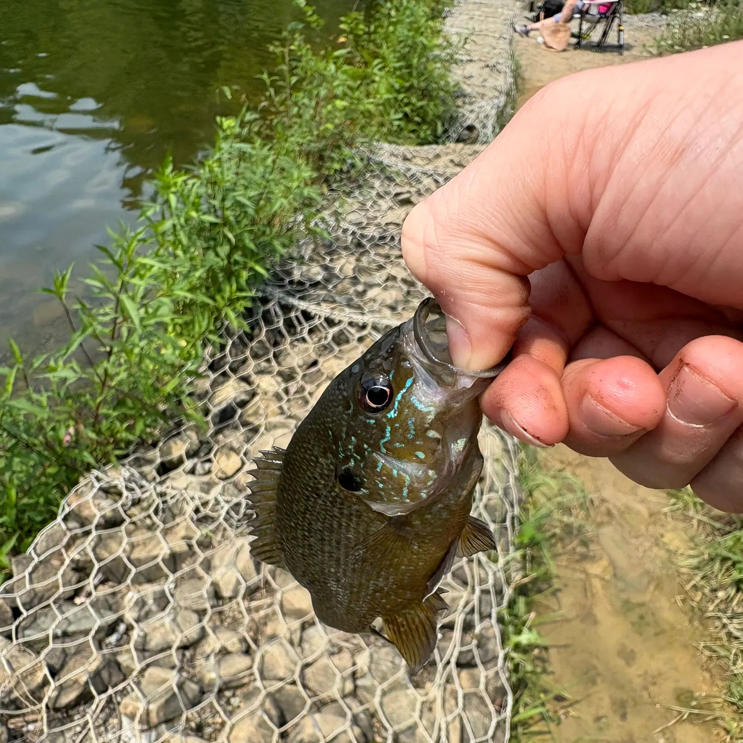 Green sunfish caught on Fishbrain