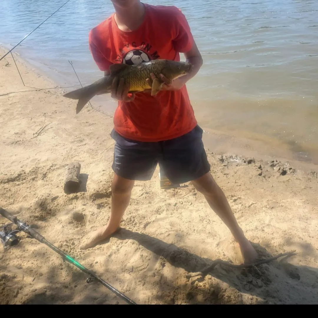 The most recent Common carp catches on Fishbrain