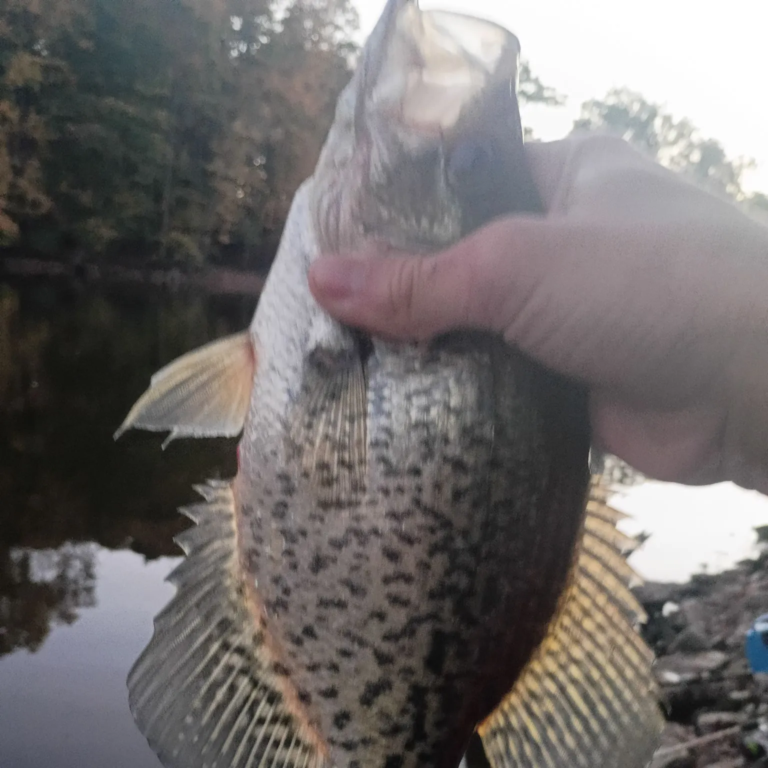 Channel catfish caught on Fishbrain