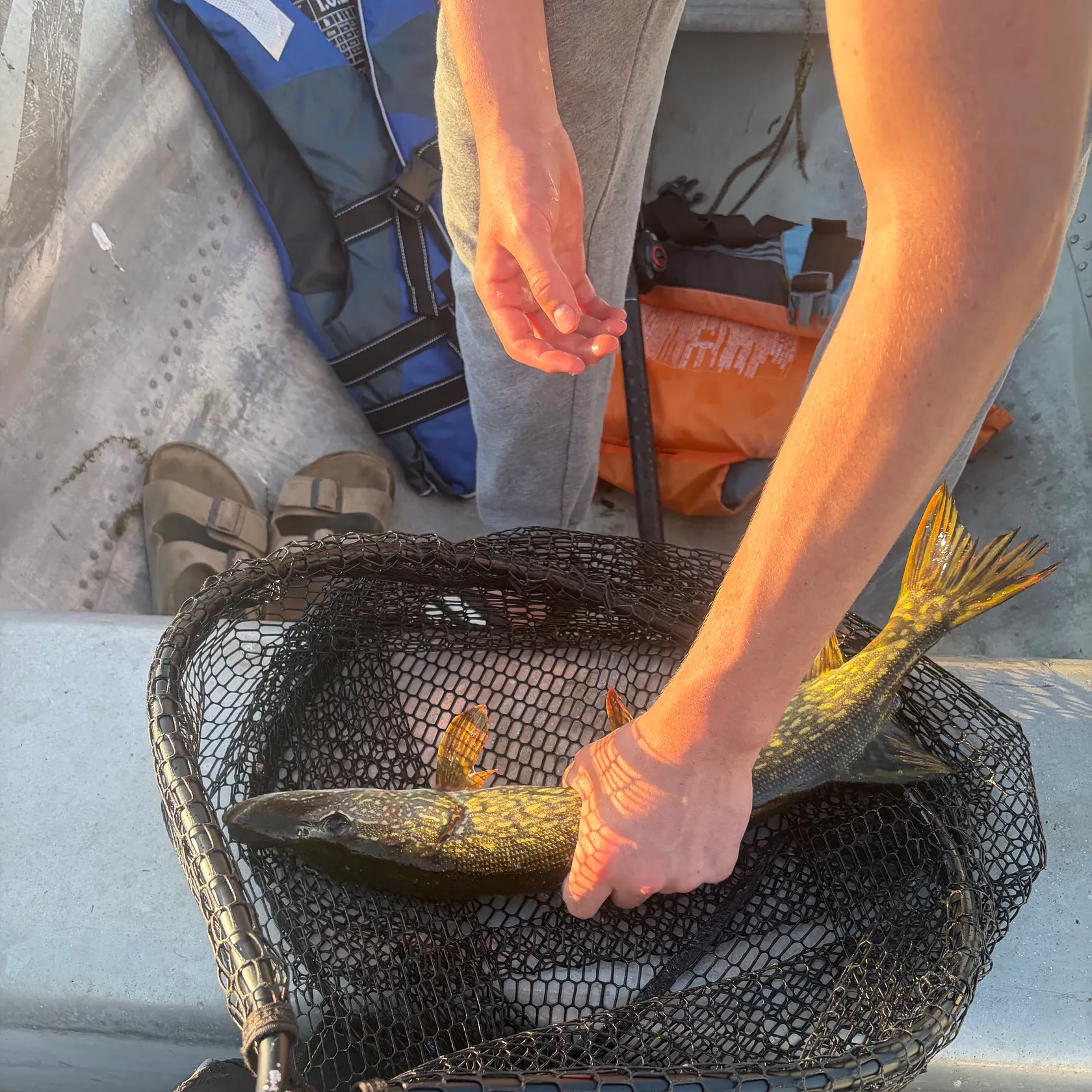 recently logged catches