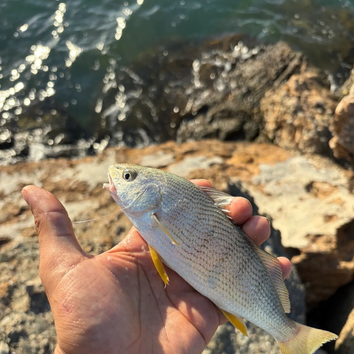 Yellowfin croaker caught on Fishbrain