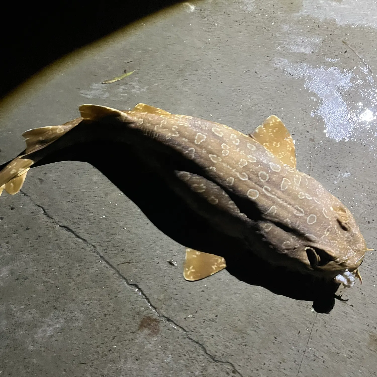 Spotted wobbegong caught on Fishbrain