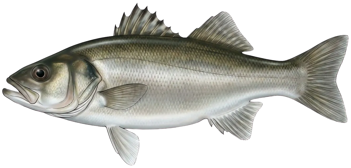 European seabass