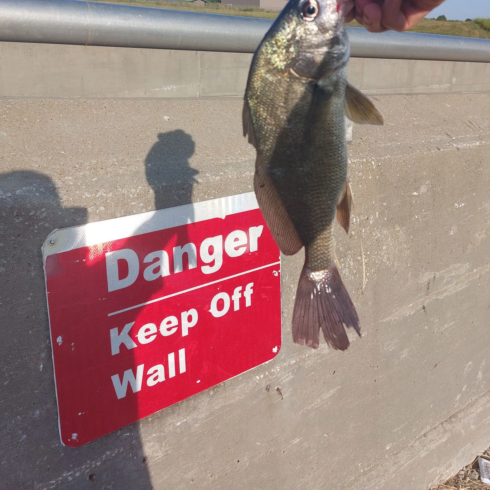Freshwater drum caught on Fishbrain