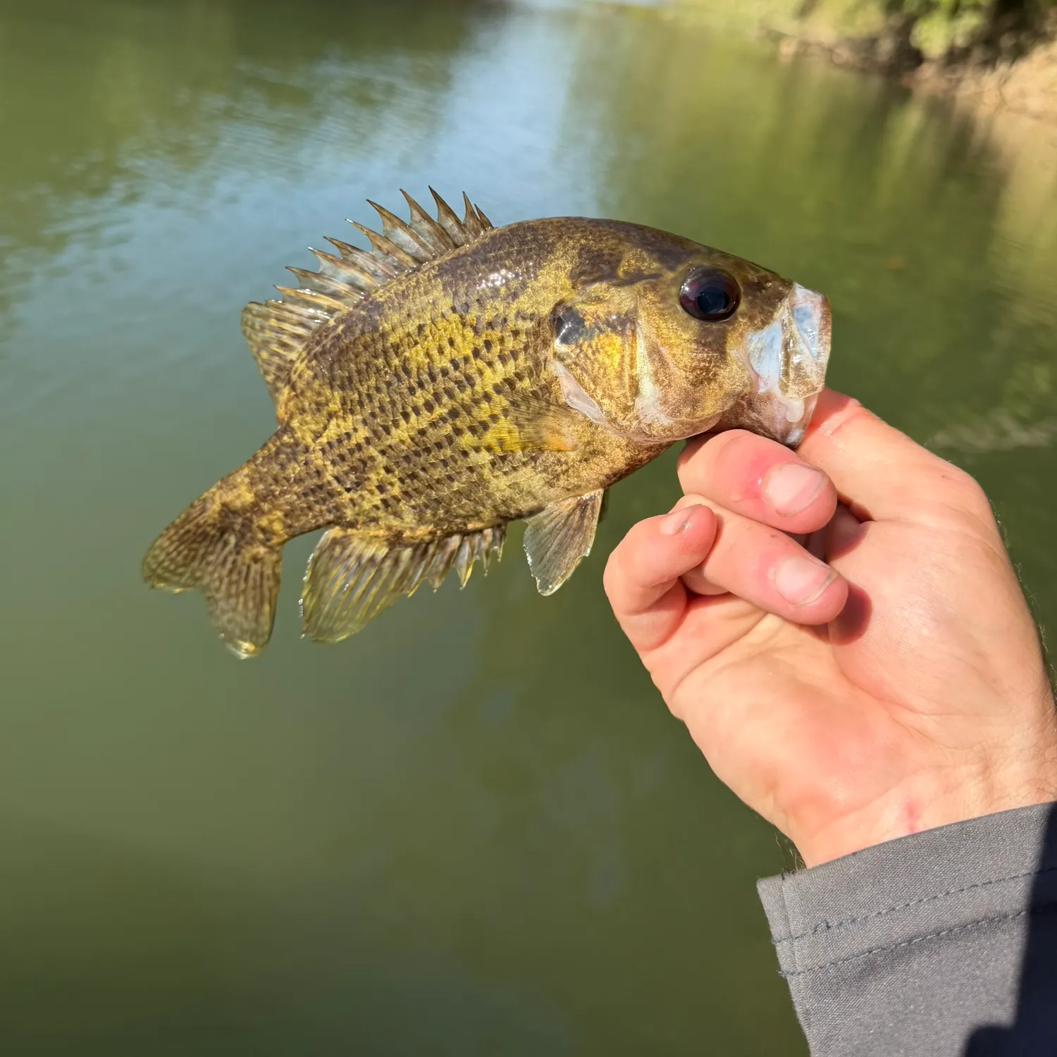 Shadow bass caught on Fishbrain
