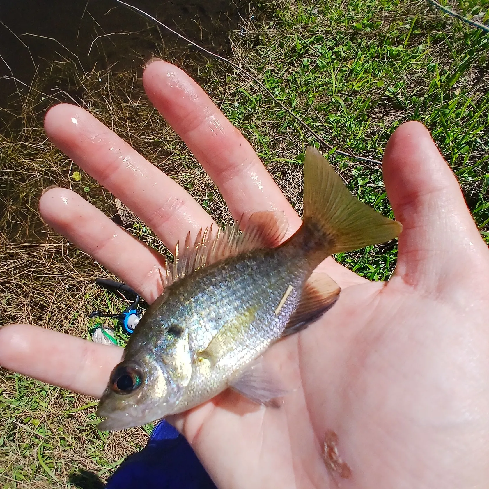 The most recent Wargill hybrid catches on Fishbrain