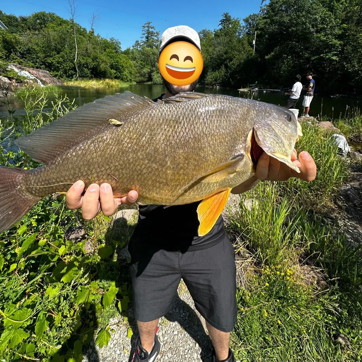 Freshwater drum caught on Fishbrain