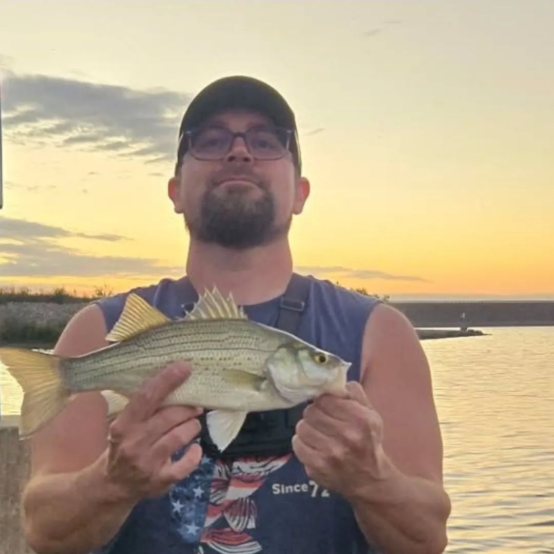 The most recent White bass catches on Fishbrain