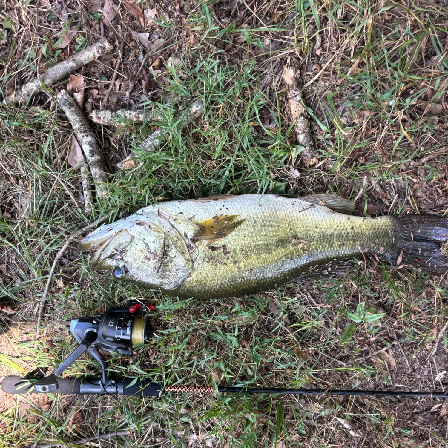 Fish caught on Fishbrain