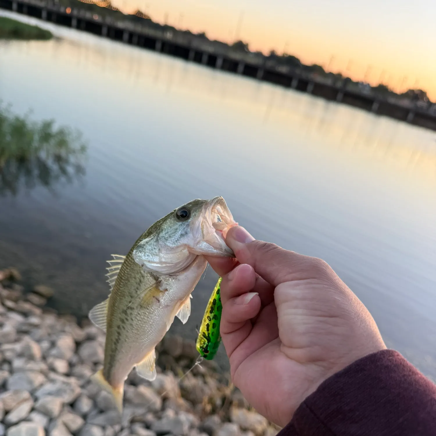 Largemouth bass caught on Fishbrain