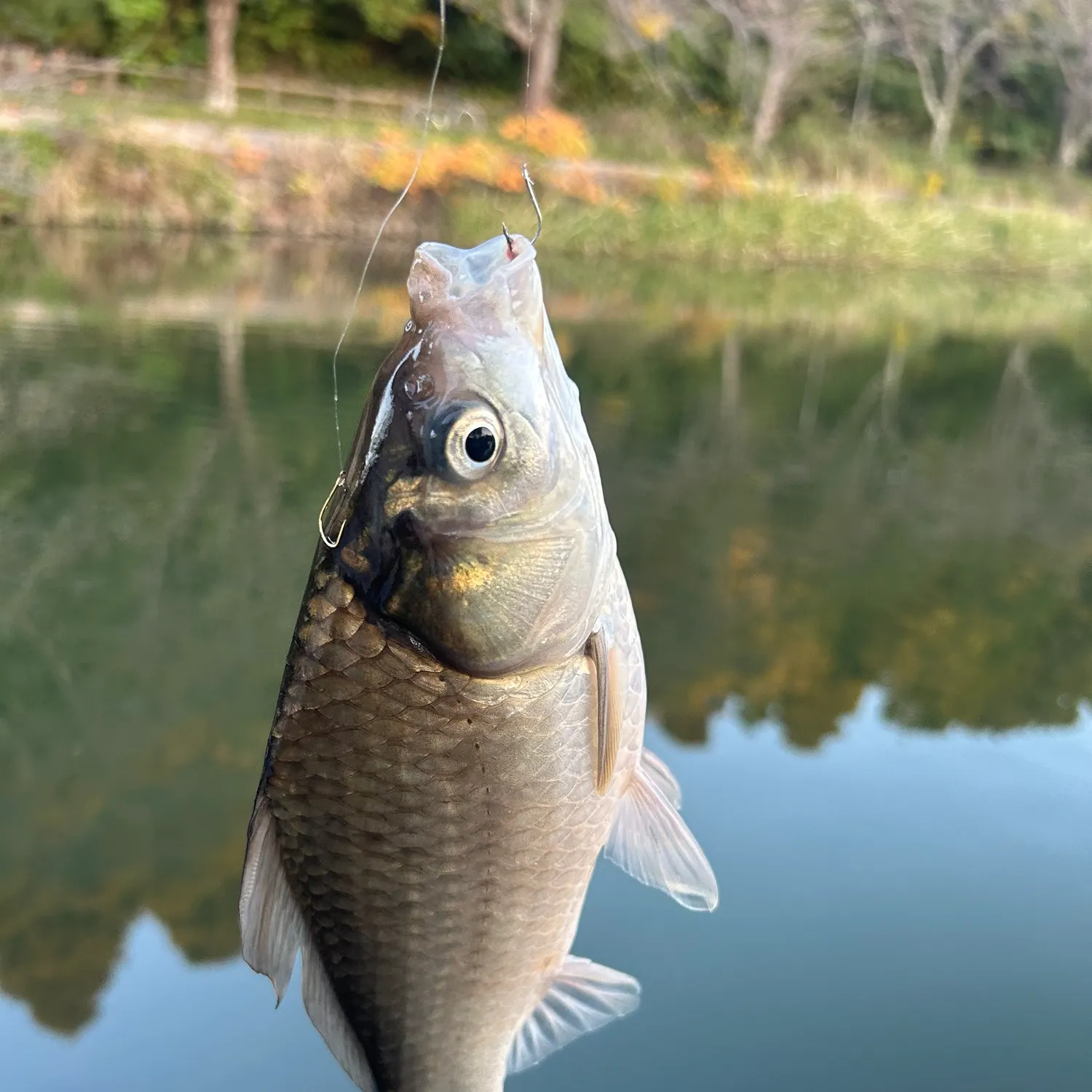 The most recent Japanese white crucian carp catches on Fishbrain