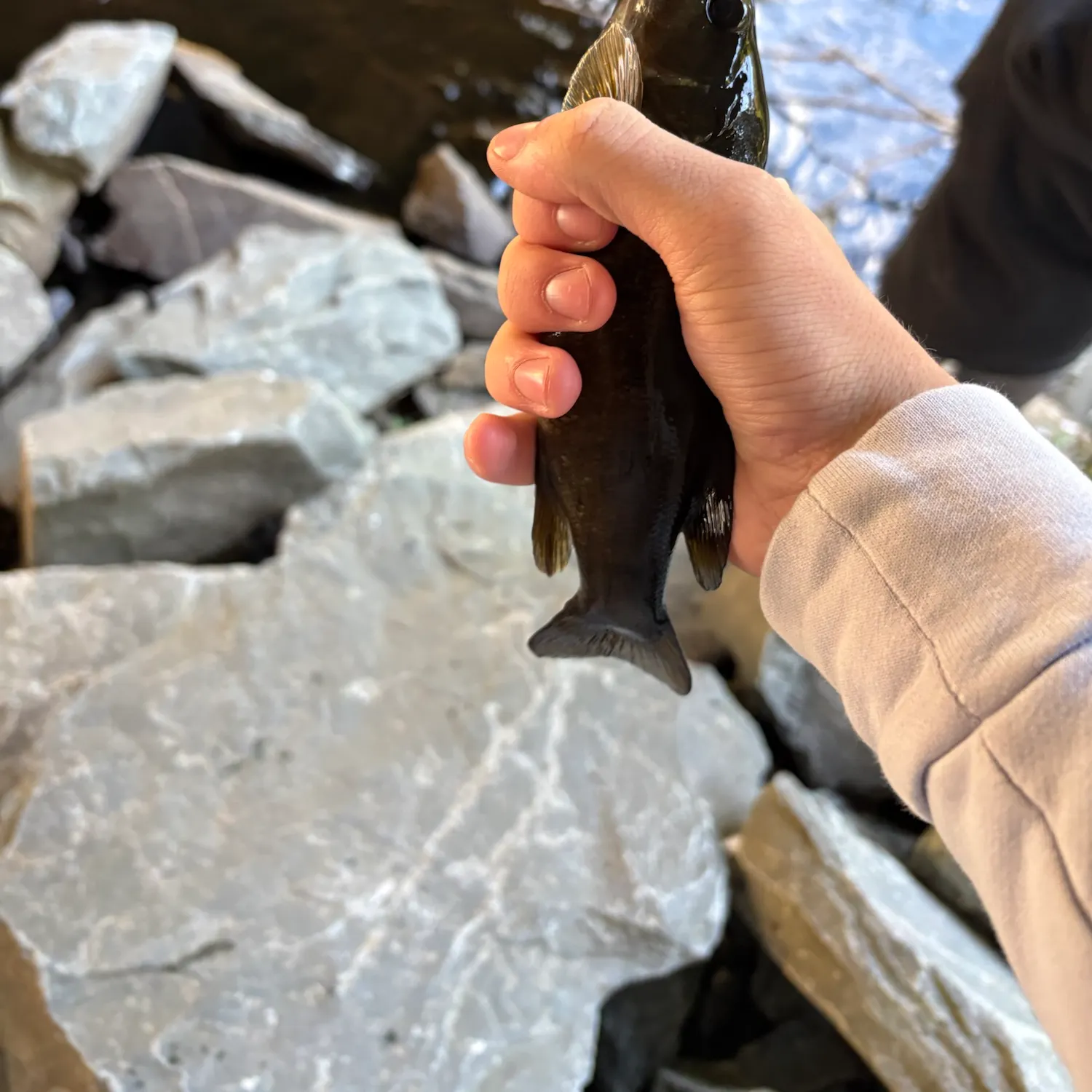 Smallmouth bass caught on Fishbrain