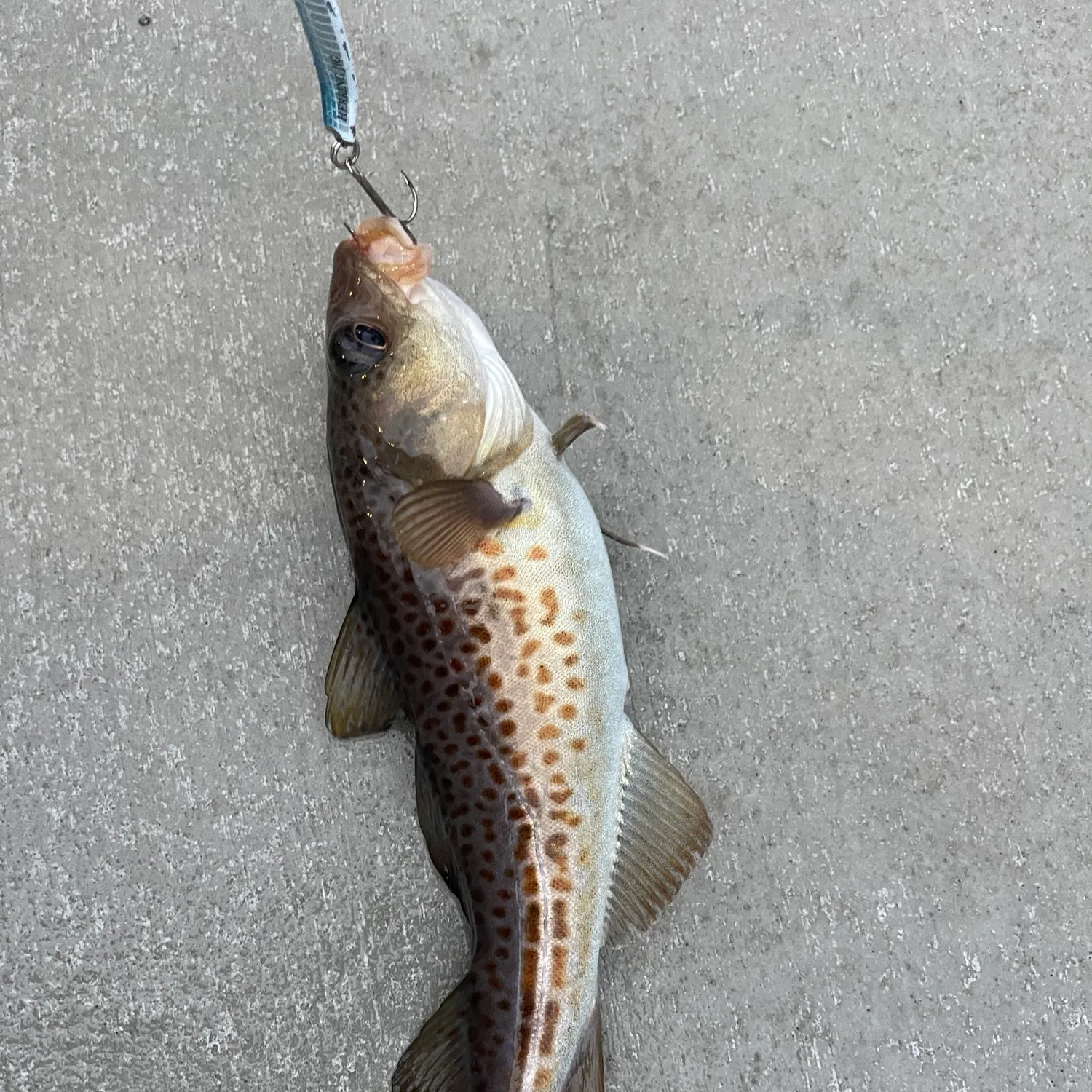 Atlantic cod caught on Fishbrain