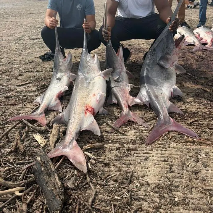 The most recent Paddlefish catches on Fishbrain