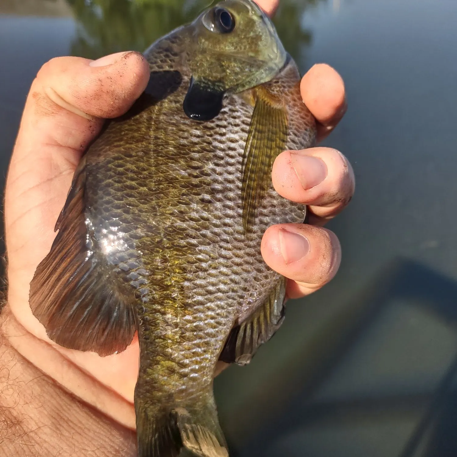 Bluegill caught on Fishbrain