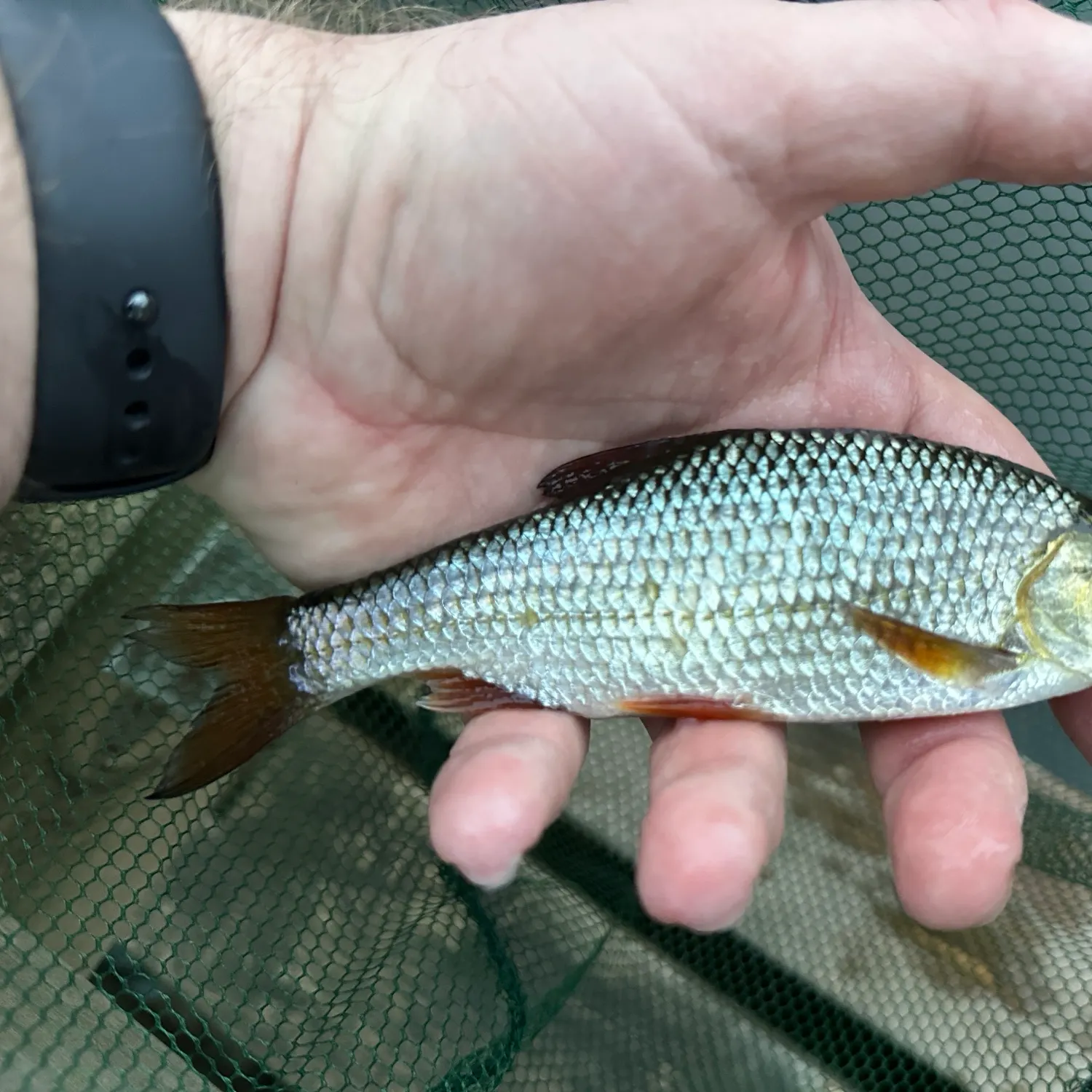 Common roach caught on Fishbrain