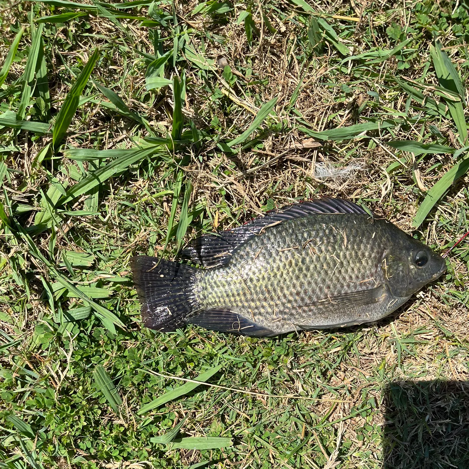 The most recent Mozambique tilapia catches on Fishbrain