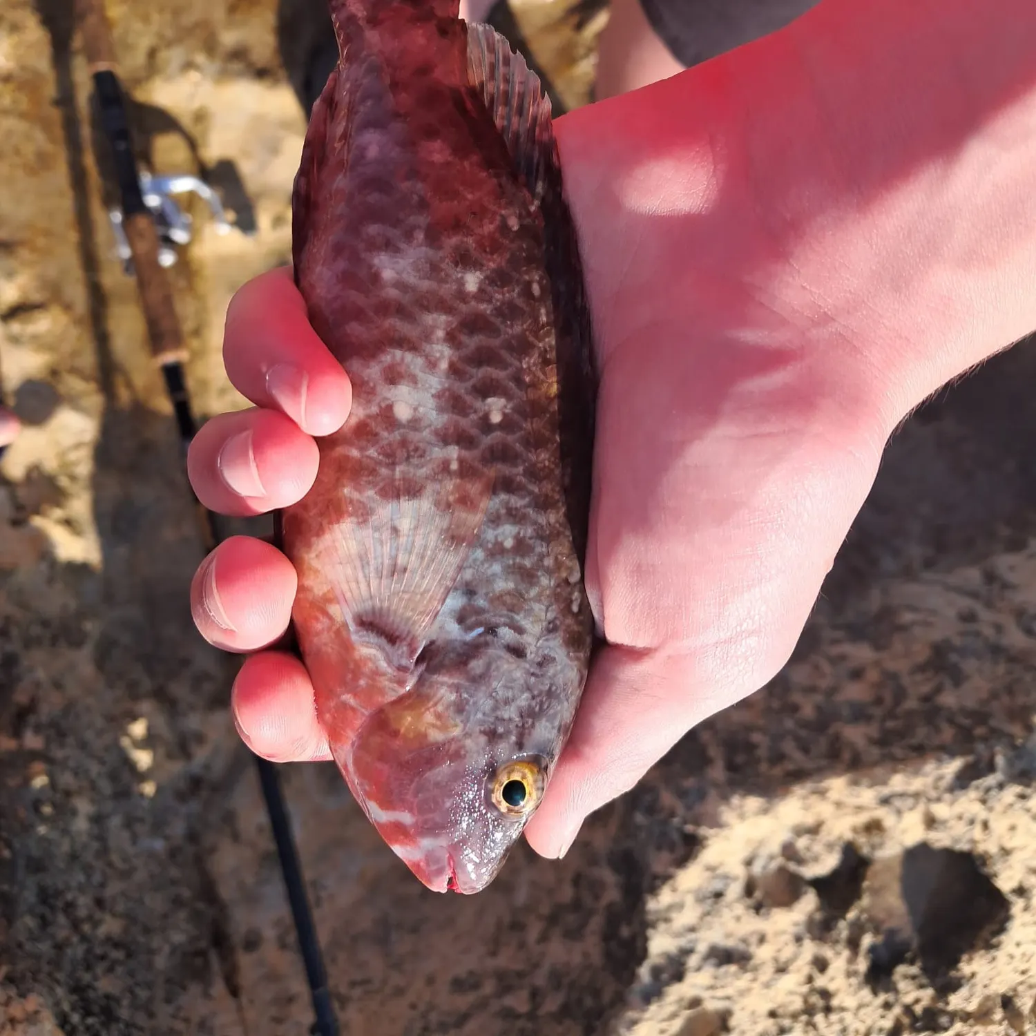 The most recent Mediterranean parrotfish catches on Fishbrain