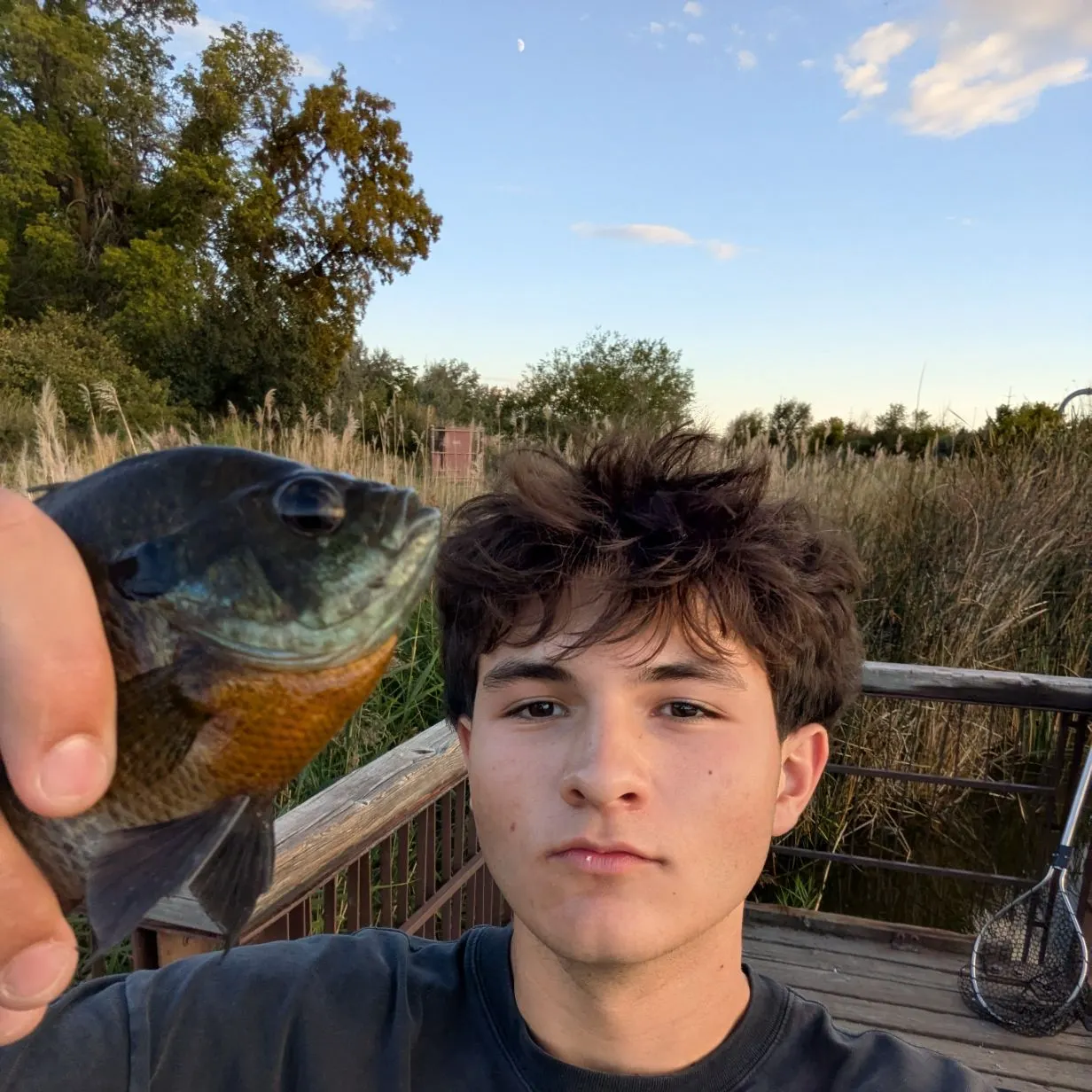 Bluegill caught on Fishbrain