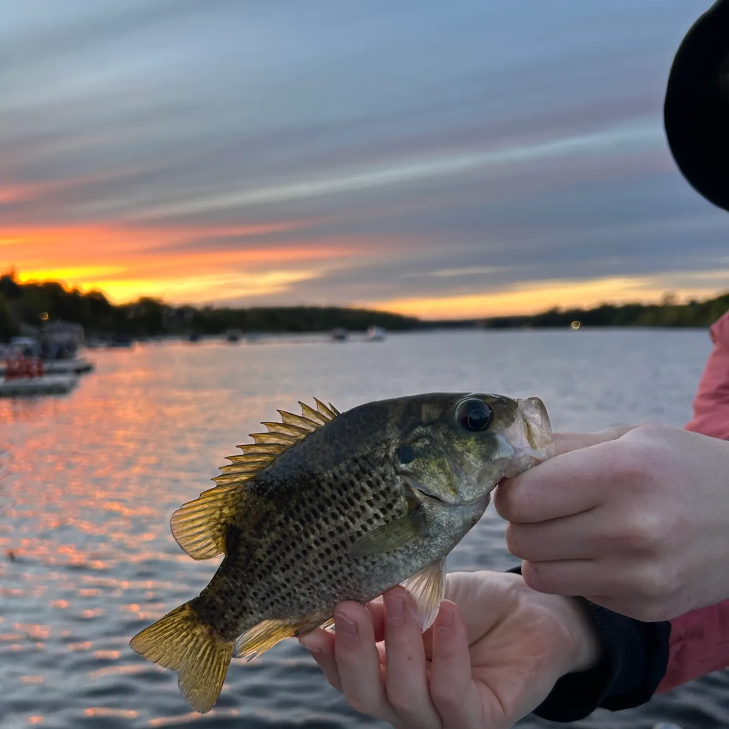 Rock bass caught on Fishbrain