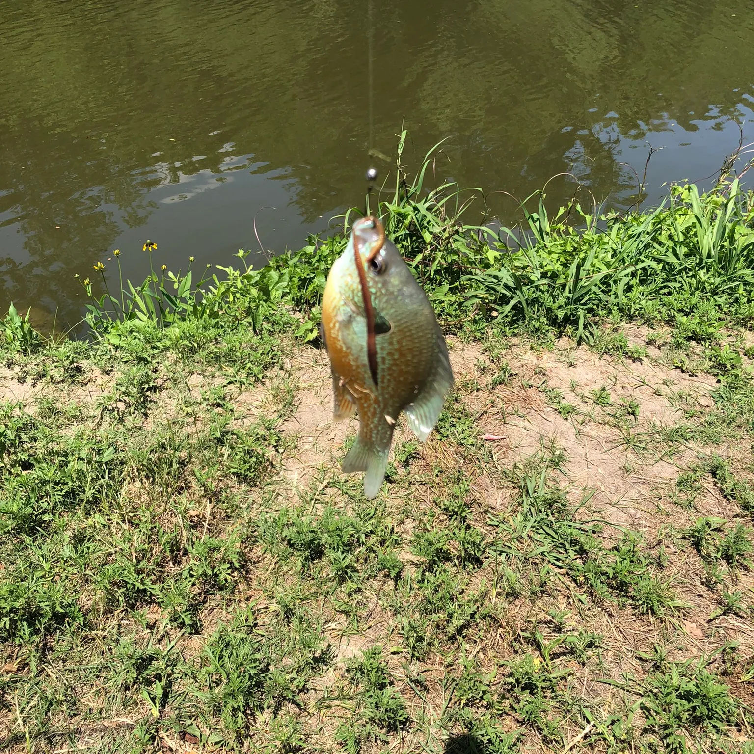 The most recent Green sunfish catches on Fishbrain