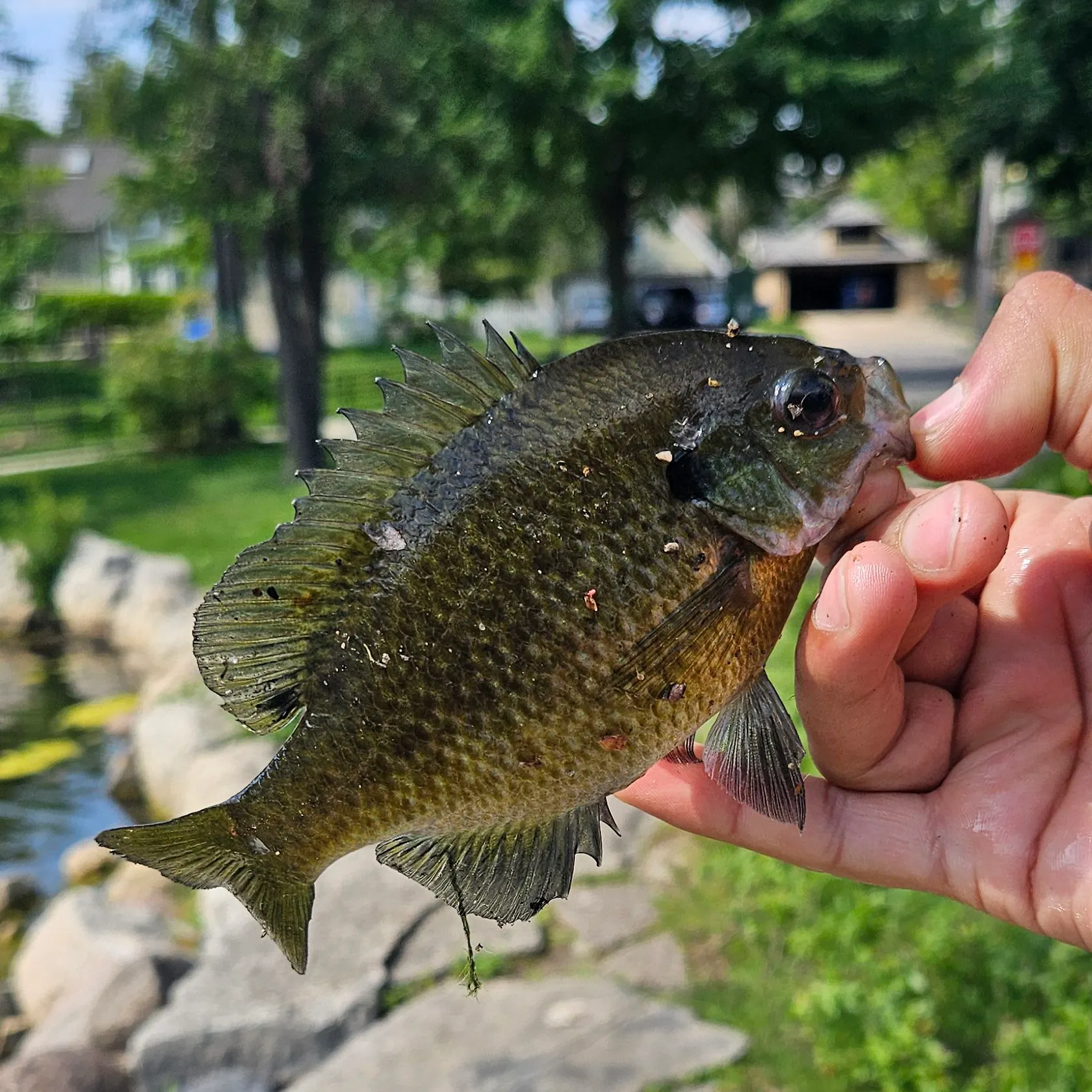 catch