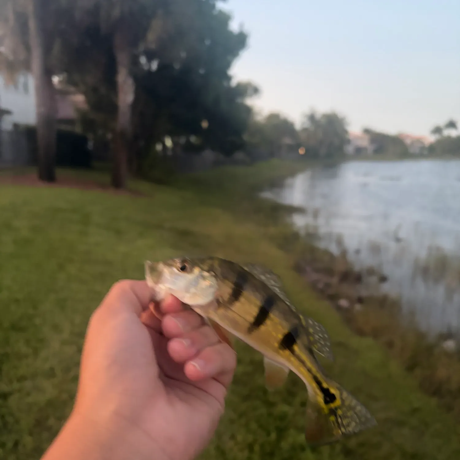 Butterfly peacock bass caught on Fishbrain
