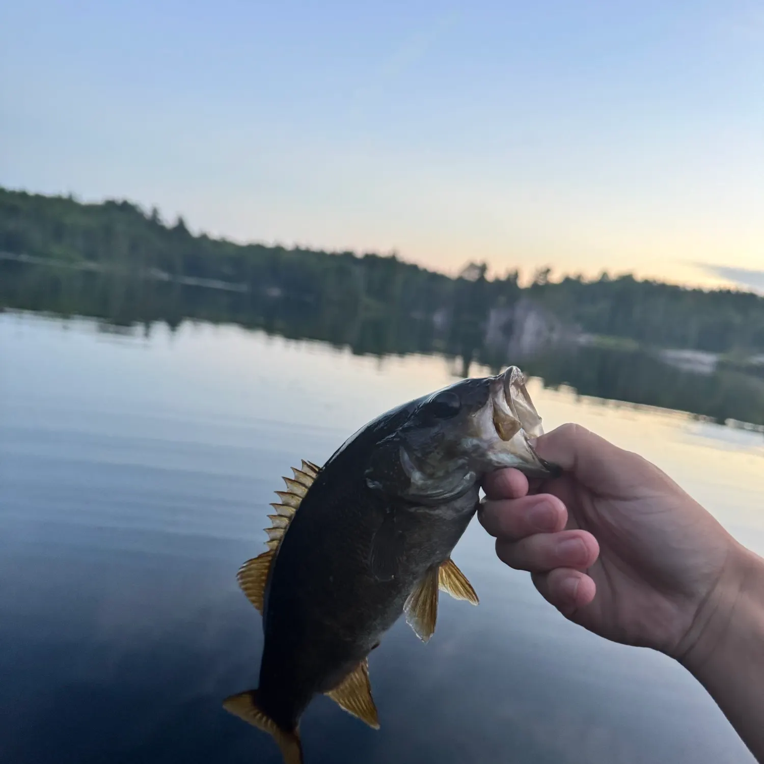 Smallmouth bass caught on Fishbrain