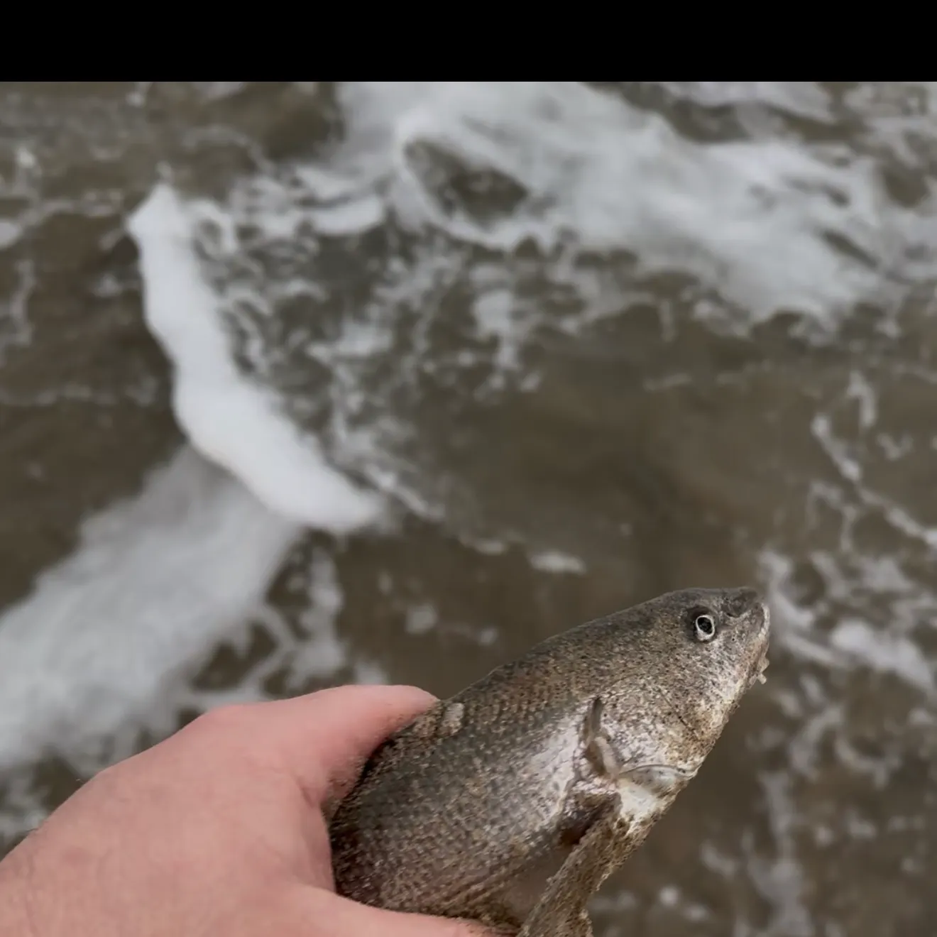 The most recent California corbina catches on Fishbrain