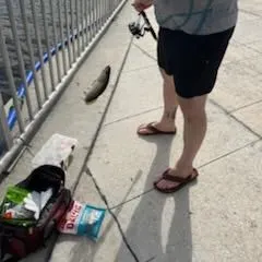 Mangrove snapper caught on Fishbrain