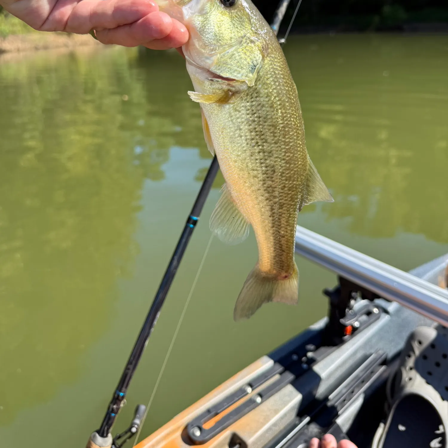 Largemouth bass caught on Fishbrain