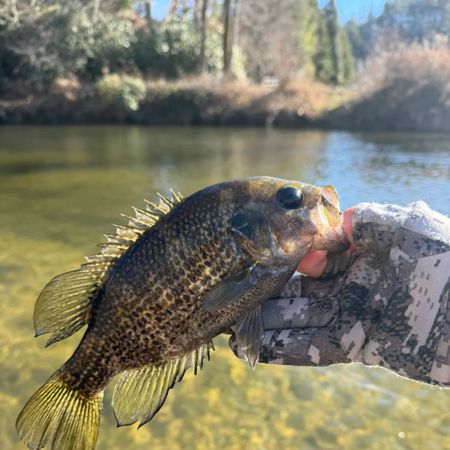 The most recent Rock bass catches on Fishbrain