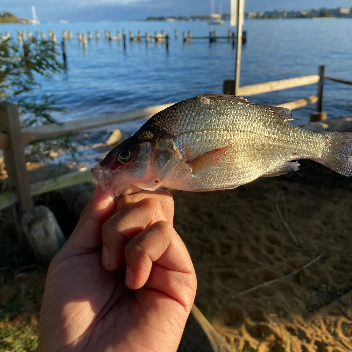 White perch caught on Fishbrain