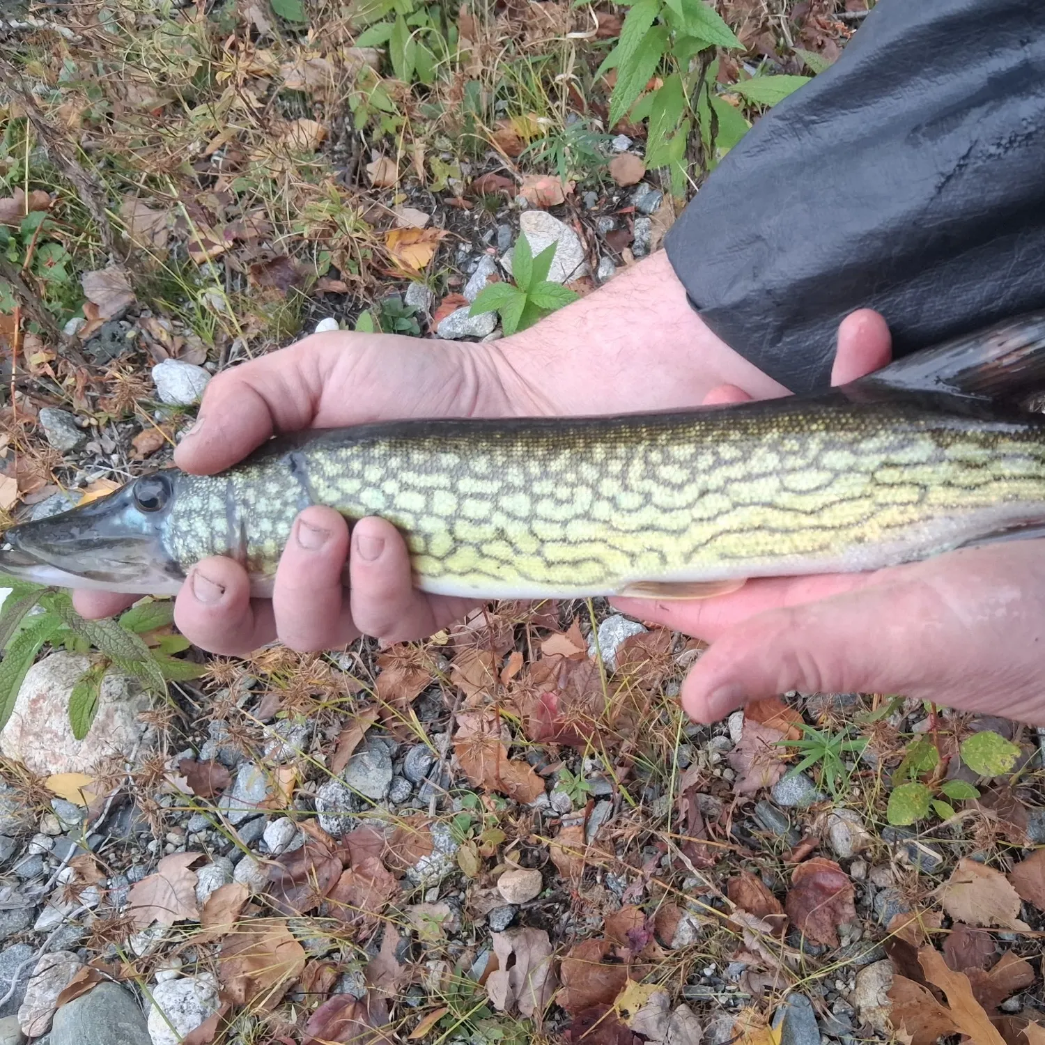 Chain pickerel caught on Fishbrain