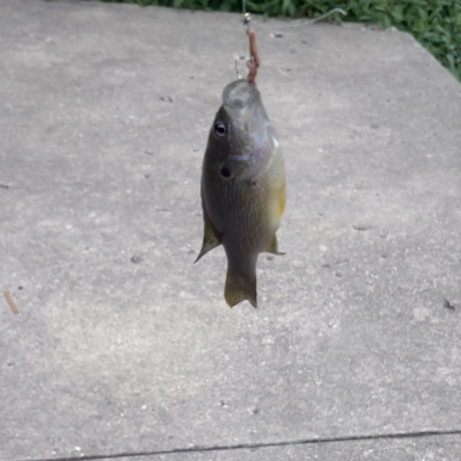 Fish caught on Fishbrain