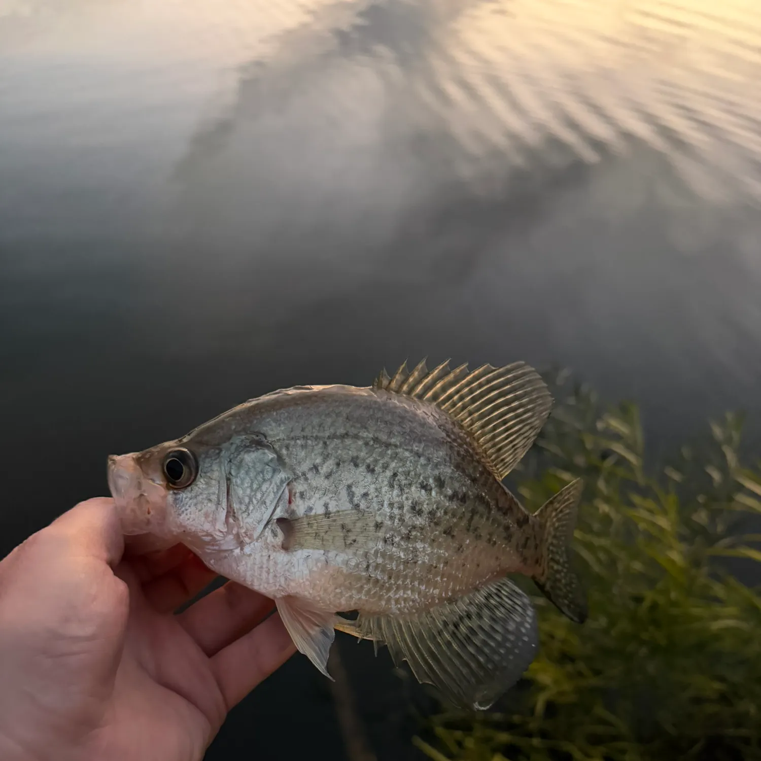 White crappie caught on Fishbrain