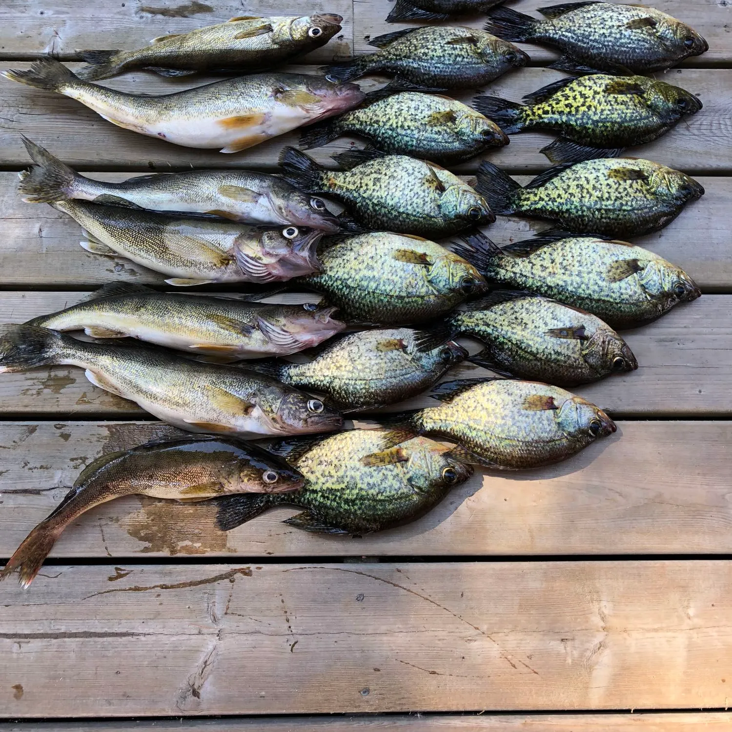 recently logged catches