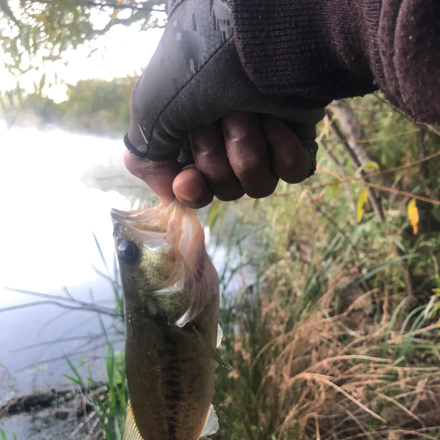 Largemouth bass caught on Fishbrain