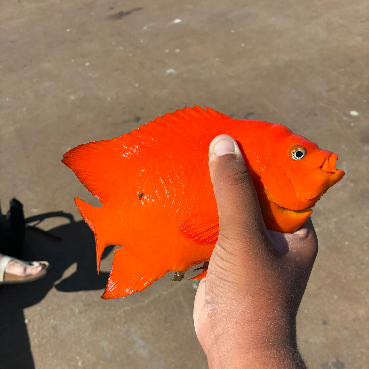 Garibaldi damselfish caught on Fishbrain