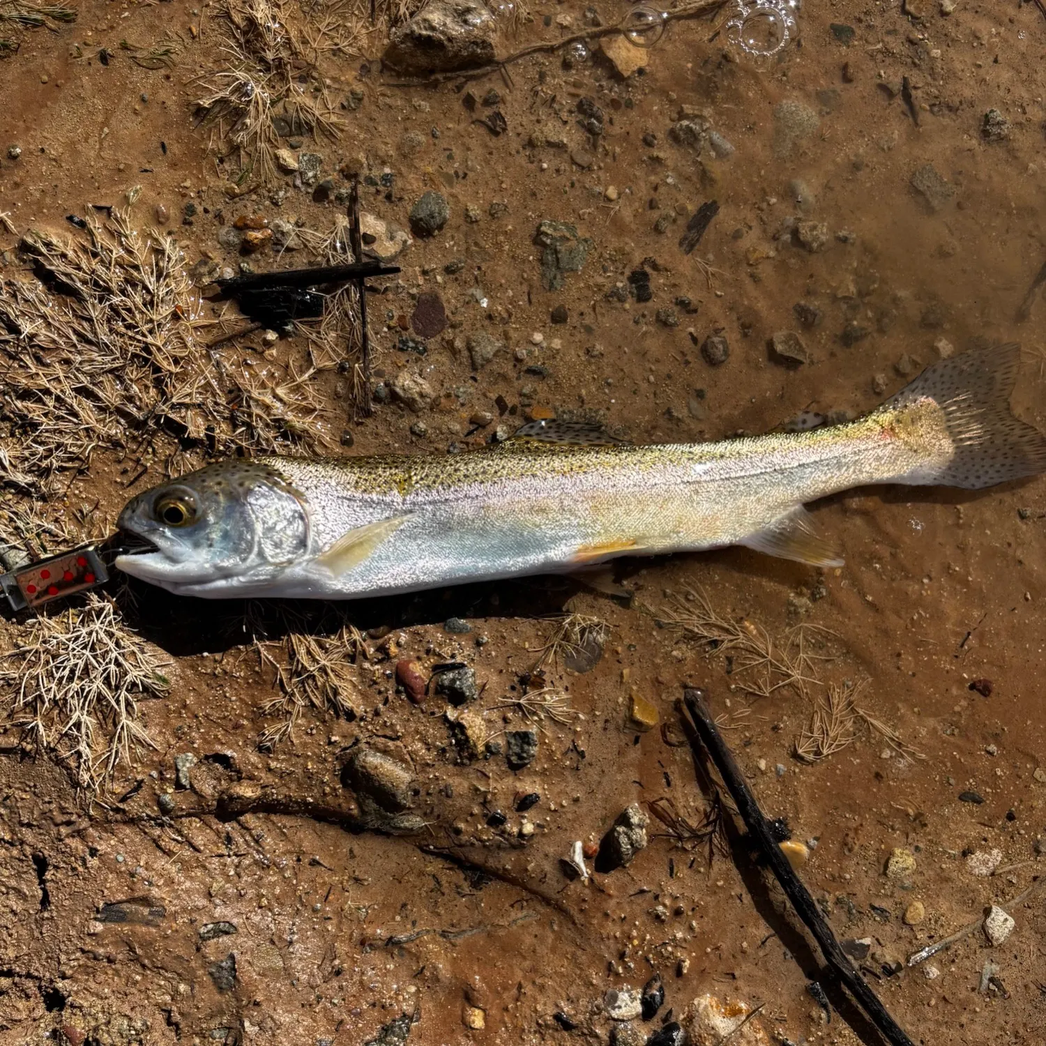 Rainbow trout caught on Fishbrain