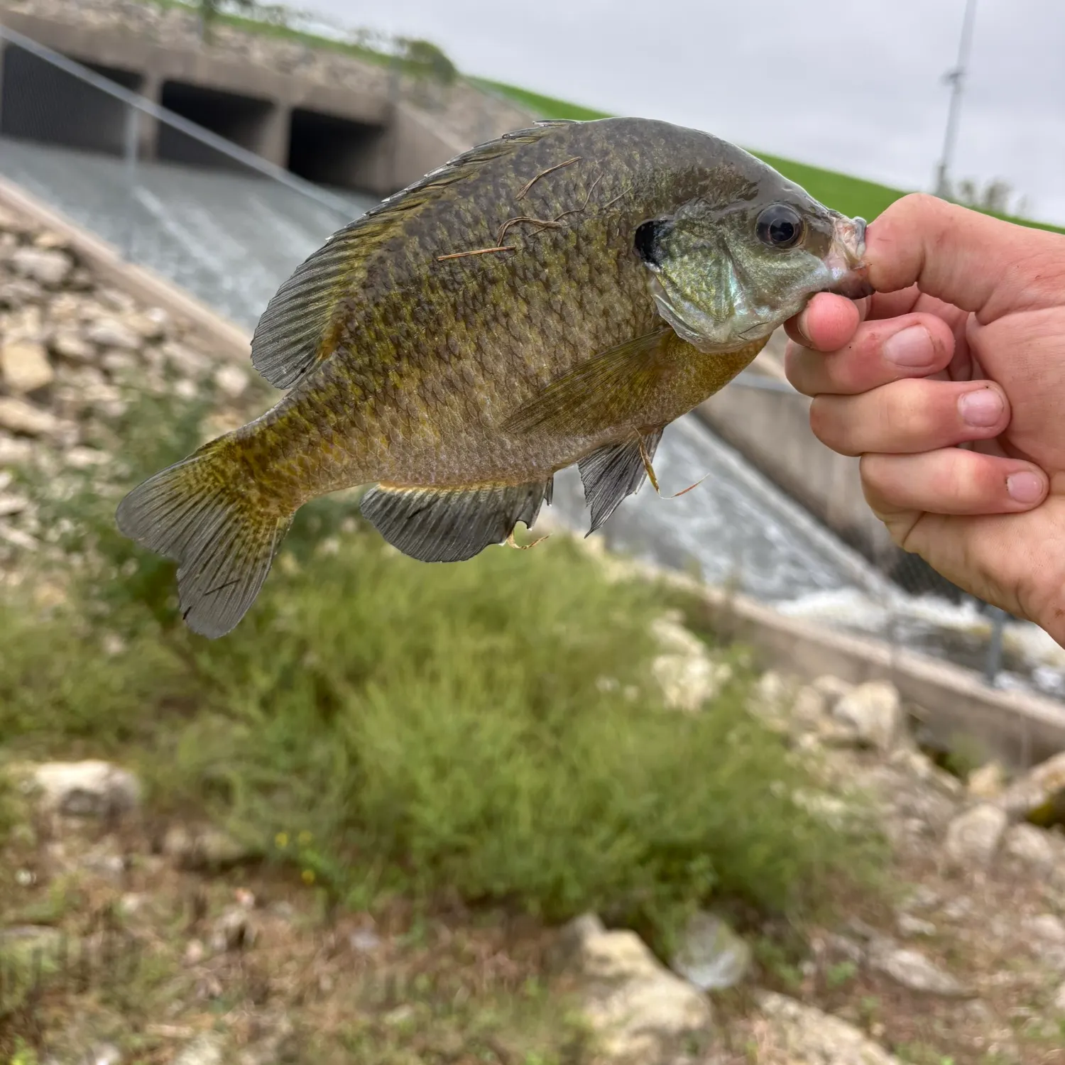 Bluegill caught on Fishbrain
