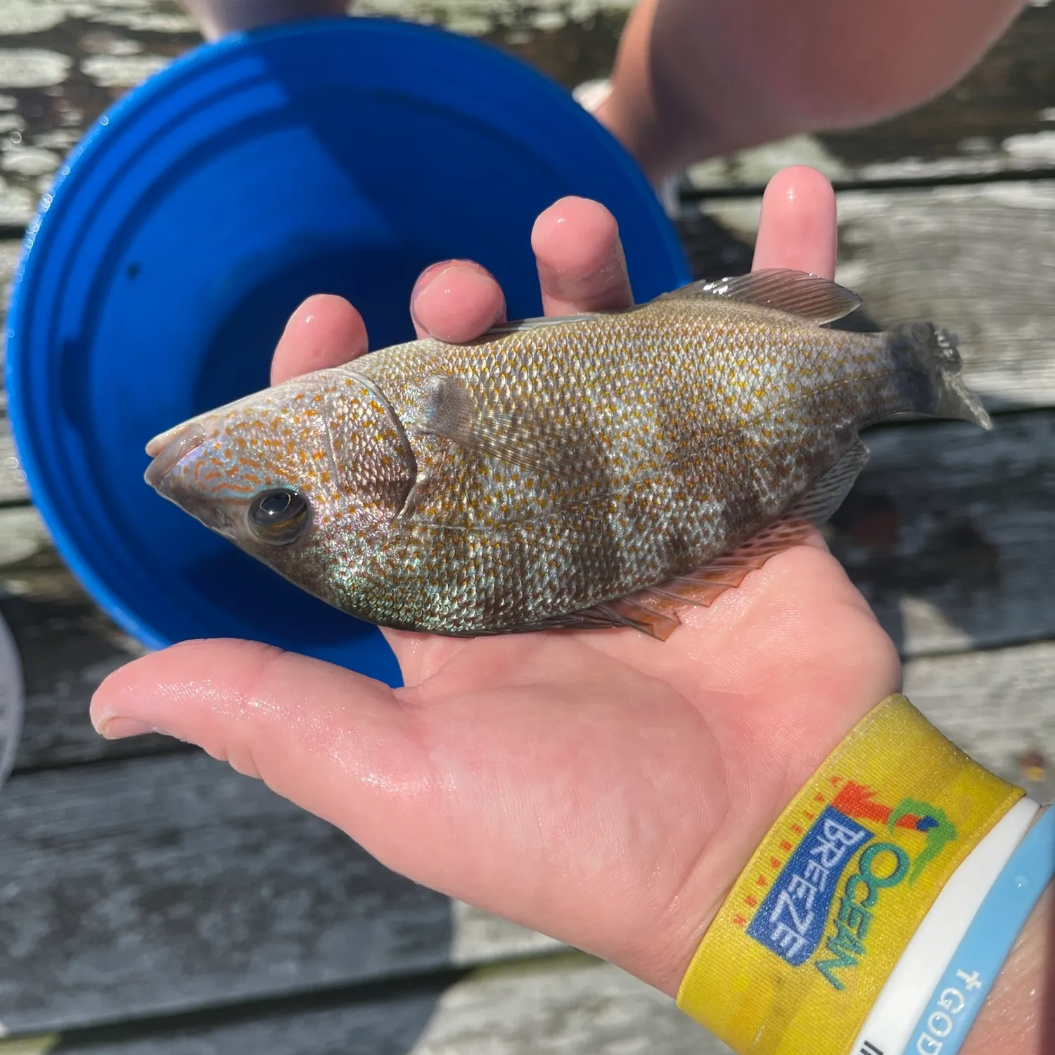Mutton snapper caught on Fishbrain