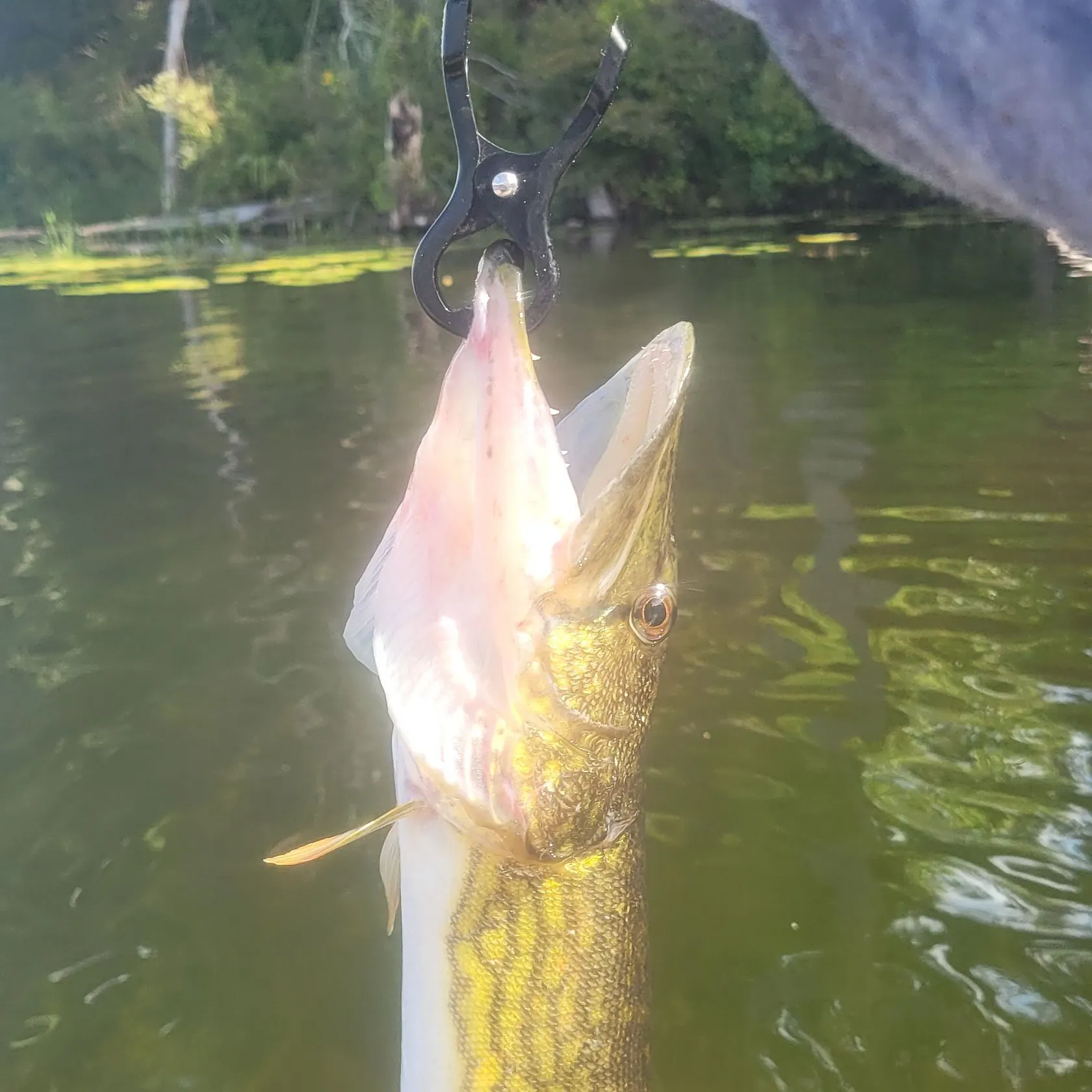 Chain pickerel caught on Fishbrain