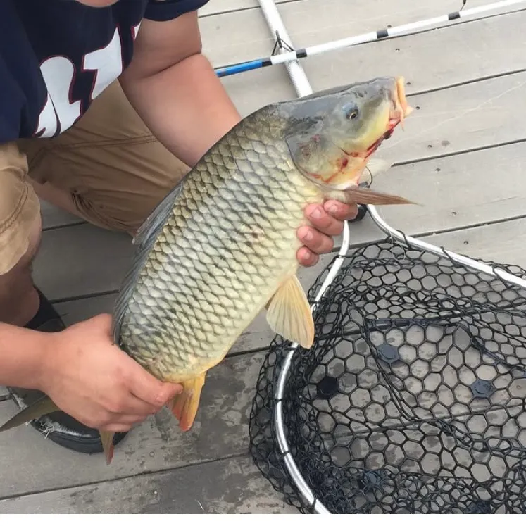 Common carp caught on Fishbrain