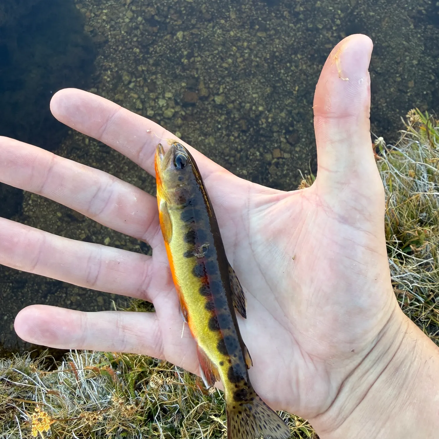 The most recent Golden trout catches on Fishbrain